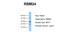 RNA Binding Motif Protein 24 antibody, A10409, Boster Biological Technology, Western Blot image 