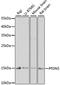 Osteomodulin antibody, A09908, Boster Biological Technology, Western Blot image 