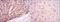 Apolipoprotein E antibody, NBP2-22110, Novus Biologicals, Immunohistochemistry paraffin image 