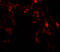 UV Radiation Resistance Associated antibody, 7947, ProSci, Immunofluorescence image 