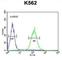 POU Class 5 Homeobox 1B antibody, abx025931, Abbexa, Western Blot image 