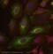 Actin Related Protein 2 antibody, ab47654, Abcam, Immunofluorescence image 