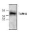 Translocase Of Outer Mitochondrial Membrane 40 antibody, NBP1-45908, Novus Biologicals, Western Blot image 