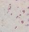 Ribosomal L1 Domain Containing 1 antibody, orb10466, Biorbyt, Immunohistochemistry paraffin image 