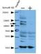 Valyl-TRNA Synthetase antibody, NBP1-55366, Novus Biologicals, Western Blot image 