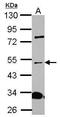 Islet Cell Autoantigen 1 Like antibody, PA5-31768, Invitrogen Antibodies, Western Blot image 