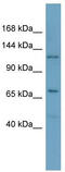 RNA Polymerase Mitochondrial antibody, TA346736, Origene, Western Blot image 