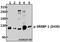 Sterol Regulatory Element Binding Transcription Factor 1 antibody, A00282S439, Boster Biological Technology, Western Blot image 