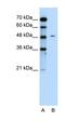 Chromogranin A antibody, orb330214, Biorbyt, Western Blot image 