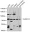 Solute Carrier Family 22 Member 12 antibody, 19-535, ProSci, Western Blot image 