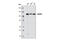 NEDD4 E3 Ubiquitin Protein Ligase antibody, 3607S, Cell Signaling Technology, Western Blot image 