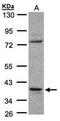 Coiled-Coil Domain Containing 68 antibody, orb74275, Biorbyt, Western Blot image 