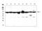 Apoptosis Inducing Factor Mitochondria Associated 1 antibody, LS-C357554, Lifespan Biosciences, Western Blot image 