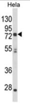 Neuralized E3 Ubiquitin Protein Ligase 1 antibody, AP18132PU-N, Origene, Western Blot image 