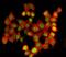 Adenosine Deaminase RNA Specific antibody, A00869-2, Boster Biological Technology, Immunofluorescence image 