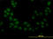 Serine/Threonine Kinase 38 antibody, LS-C133690, Lifespan Biosciences, Immunofluorescence image 