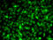Replication Protein A3 antibody, 15-348, ProSci, Immunofluorescence image 