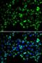 Serine/threonine-protein kinase PINK1, mitochondrial antibody, LS-C746972, Lifespan Biosciences, Immunofluorescence image 