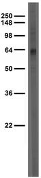 ATF4 antibody, 73-345, Antibodies Incorporated, Western Blot image 