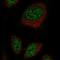 Ret Finger Protein Like 2 antibody, HPA048320, Atlas Antibodies, Immunocytochemistry image 