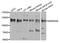 Ankyrin Repeat Domain 28 antibody, A8365, ABclonal Technology, Western Blot image 