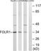 Folate Receptor Alpha antibody, LS-C119975, Lifespan Biosciences, Western Blot image 