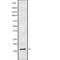 Trafficking Protein Particle Complex 1 antibody, PA5-68345, Invitrogen Antibodies, Western Blot image 