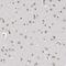 RP9 Pre-MRNA Splicing Factor antibody, PA5-56769, Invitrogen Antibodies, Immunohistochemistry frozen image 