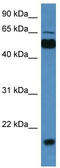 Copine 7 antibody, TA334535, Origene, Western Blot image 