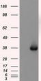 Nitrilase Family Member 2 antibody, LS-C115122, Lifespan Biosciences, Western Blot image 
