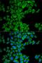 Gamma-Aminobutyric Acid Type A Receptor Pi Subunit antibody, orb327620, Biorbyt, Immunocytochemistry image 