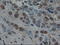 AMY2A antibody, LS-C784119, Lifespan Biosciences, Immunohistochemistry frozen image 