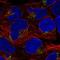 Astrotactin 1 antibody, NBP2-56338, Novus Biologicals, Immunofluorescence image 