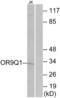 Olfactory Receptor Family 9 Subfamily Q Member 1 antibody, abx015460, Abbexa, Western Blot image 