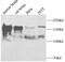 Period Circadian Regulator 2 antibody, FNab10090, FineTest, Immunohistochemistry frozen image 