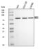 Bromodomain Containing 3 antibody, A04044-3, Boster Biological Technology, Western Blot image 