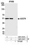 Acyl-CoA Thioesterase 9 antibody, NBP2-76376, Novus Biologicals, Immunoprecipitation image 