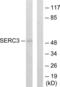 Serine incorporator 3 antibody, LS-C119024, Lifespan Biosciences, Western Blot image 