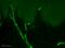 Neurofilament Heavy antibody, ab4680, Abcam, Immunohistochemistry frozen image 