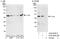 Jun Proto-Oncogene, AP-1 Transcription Factor Subunit antibody, A302-958A, Bethyl Labs, Immunoprecipitation image 