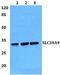 Solute Carrier Family 39 Member 9 antibody, PA5-75557, Invitrogen Antibodies, Western Blot image 