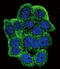 Telomerase Reverse Transcriptase antibody, LS-C100313, Lifespan Biosciences, Immunofluorescence image 