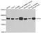 Glycerol-3-Phosphate Dehydrogenase 2 antibody, A05589, Boster Biological Technology, Western Blot image 