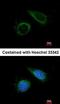 Cytochrome C Oxidase Subunit 6B1 antibody, orb69981, Biorbyt, Immunofluorescence image 
