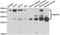 BCL2 Interacting Protein 3 Like antibody, A6283, ABclonal Technology, Western Blot image 