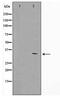 GFRA4 antibody, TA347793, Origene, Western Blot image 