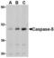 Caspase 5 antibody, AHP965, Bio-Rad (formerly AbD Serotec) , Western Blot image 