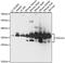 Succinyl-CoA ligase [GDP-forming] subunit alpha, mitochondrial antibody, 16-002, ProSci, Western Blot image 