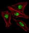 Engrailed Homeobox 1 antibody, GTX81554, GeneTex, Immunofluorescence image 