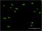 Zinc Finger Protein 287 antibody, H00057336-M11, Novus Biologicals, Immunofluorescence image 